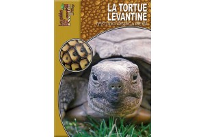 La tortue levantine, Guide Reptilmag